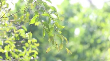 Sabah yağmur ormanında ışığı