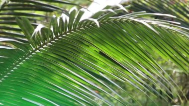 Palmiye yaprağı panorama