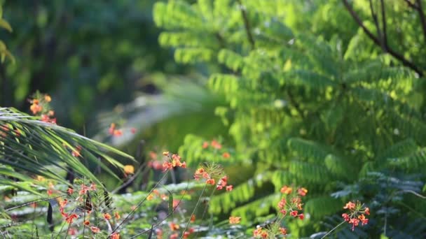 Czerwone kwiecie w rainforest — Wideo stockowe
