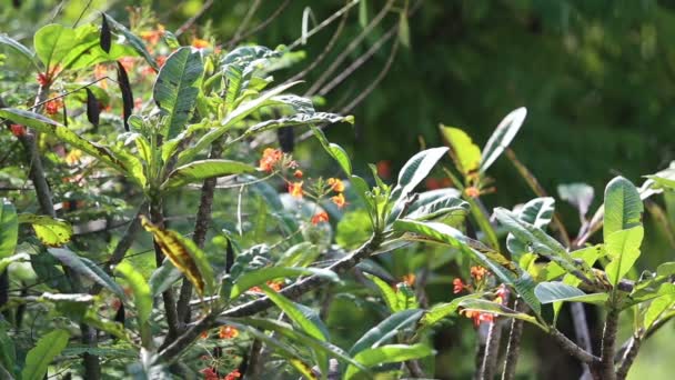 Röda blommor i regnskog — Stockvideo