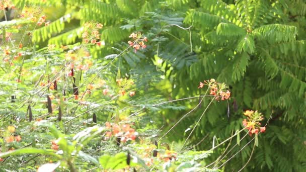 Butterfly in forest — Stock Video