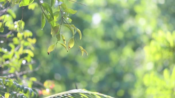 Luz de la mañana en la selva tropical — Vídeos de Stock