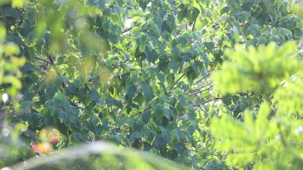 Lumière du matin dans la forêt tropicale 