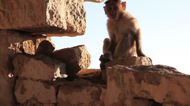 Affe sitzt auf Mauer — Stockvideo