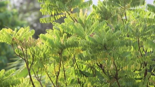 Green branches in tropics — Stock Video
