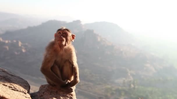 Monkey sitting on    wall — Stock Video