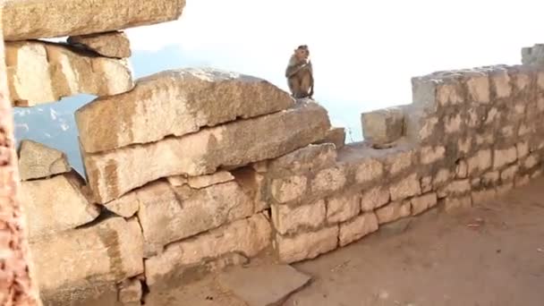 Małpa siedzi na ścianie — Wideo stockowe