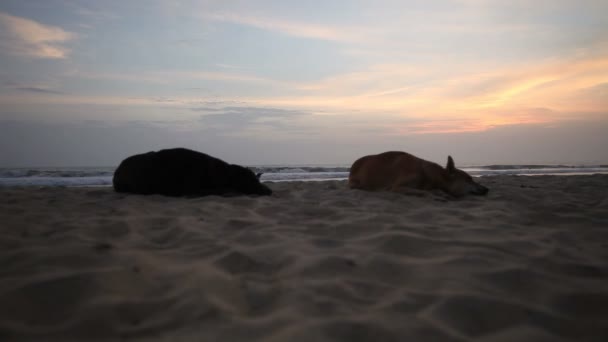 Silhuetter i solnedgången — Stockvideo
