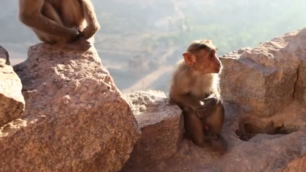 Monkey sitting on    wall — Stock Video