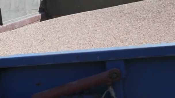 Kamyondan dökülen tahıl — Stok video