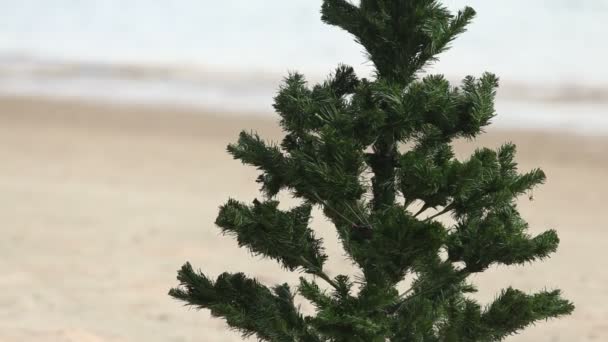 Nya året träd med en jul hatt — Stockvideo