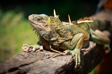 büyük iguana
