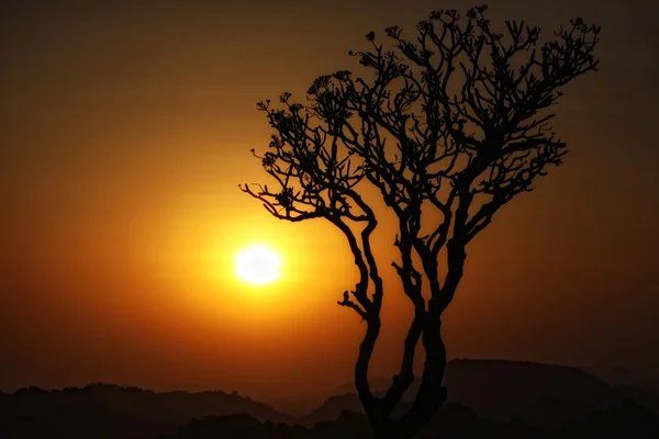 Silueta del árbol del atardecer — Foto de Stock