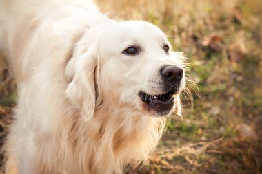 perro labrador joven
