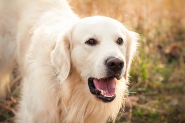 perro labrador joven