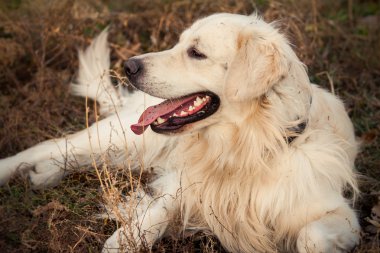 perro labrador joven