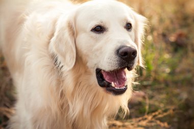 perro labrador joven