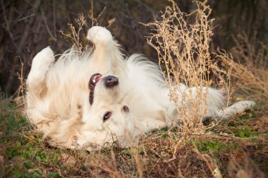 perro labrador joven