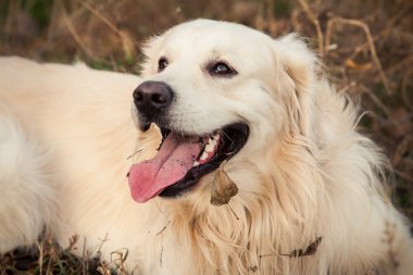 perro labrador joven