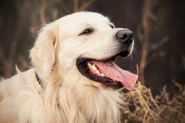 perro labrador joven