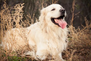 perro labrador joven