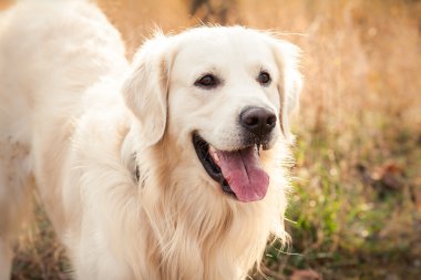 perro labrador joven