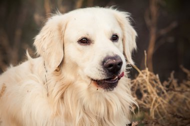 perro labrador joven