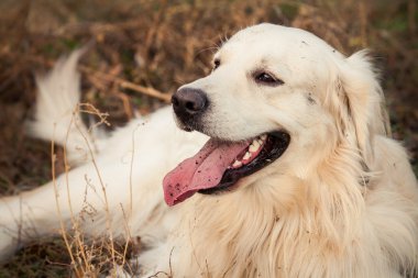 perro labrador joven