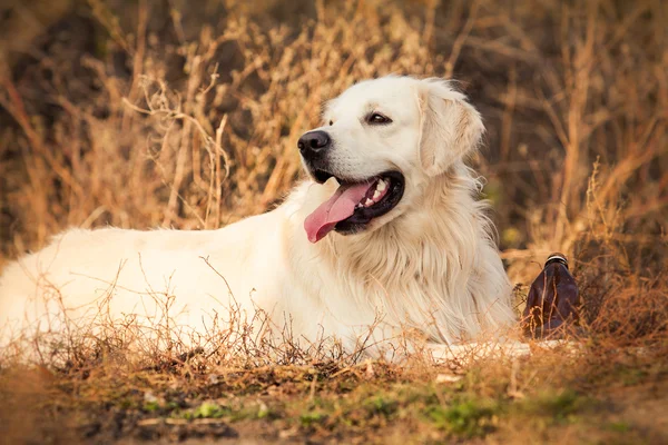 perro labrador joven