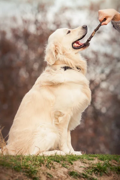 Junger Golden Retriever Hund — Stockfoto