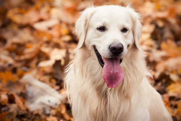 Молода золота собака-ретривер — стокове фото
