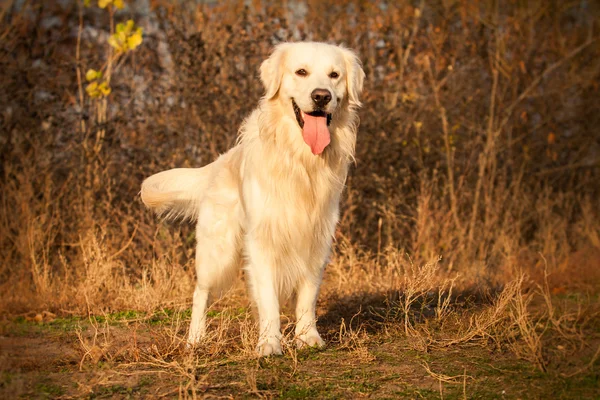 Jonge gouden retriever hond — Stockfoto