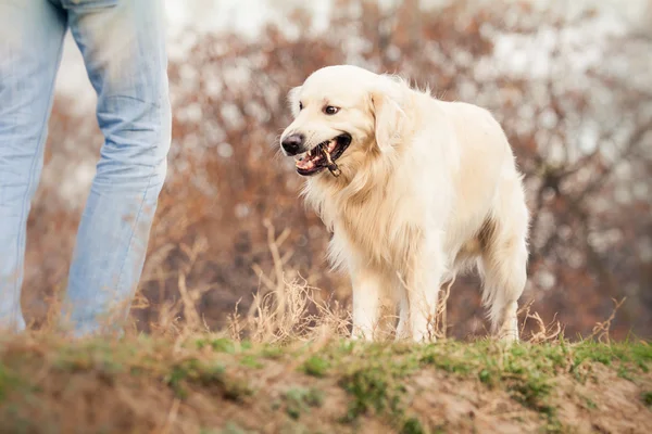 Joven perro golden retriever —  Fotos de Stock