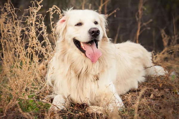 Fiatal Arany-Vizsla kutya — Stock Fotó