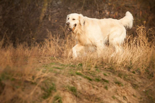 Jonge gouden retriever hond — Stockfoto