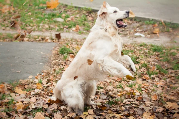 Anjing retriever emas muda — Stok Foto