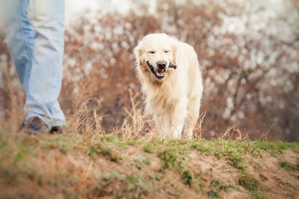 Jonge gouden retriever hond — Stockfoto