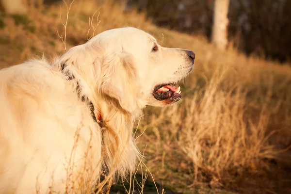 Молода золота собака-ретривер — стокове фото