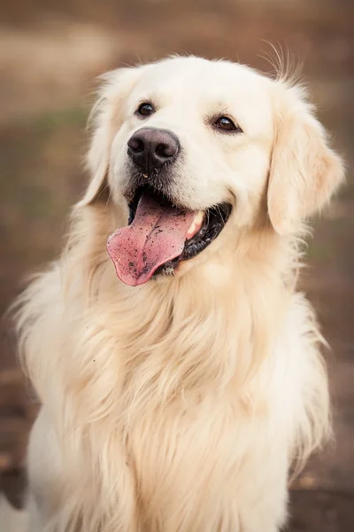 Jonge gouden retriever hond — Stockfoto