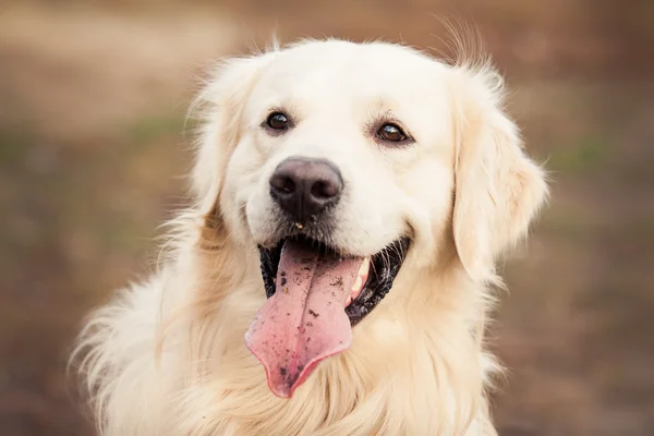 Jonge gouden retriever hond — Stockfoto