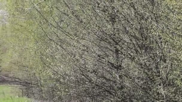 Arbres de printemps près du champ agricole 