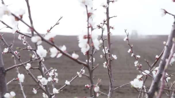 Flor de cerejeira e arado trator — Vídeo de Stock