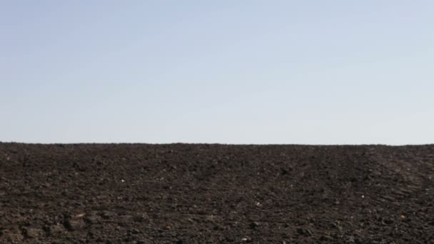 Primavera campo preto ilimitado — Vídeo de Stock