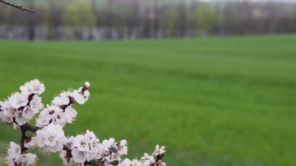 フィールドの桜の木 — ストック動画