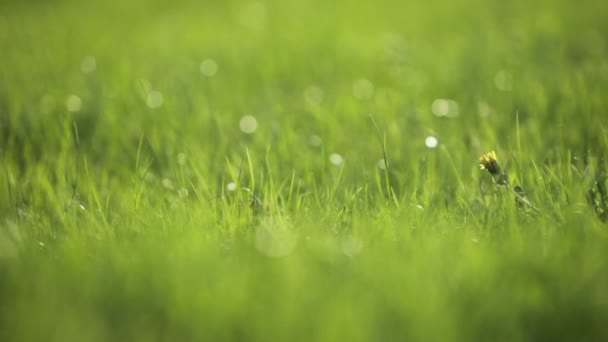 Herbe verte