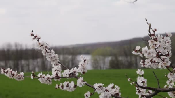 필드에 벚꽃 — 비디오