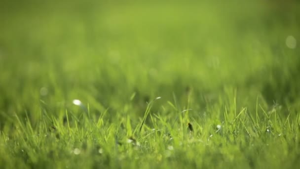 Herbe verte