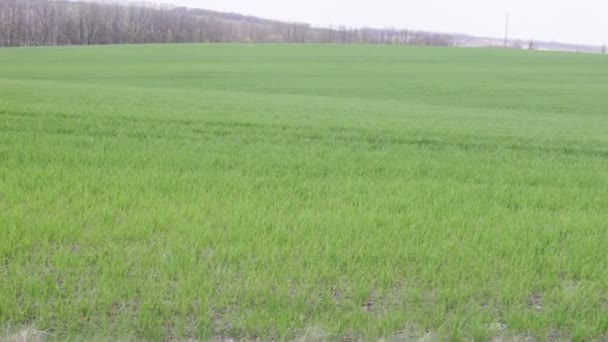 Озима пшениця поля — стокове відео