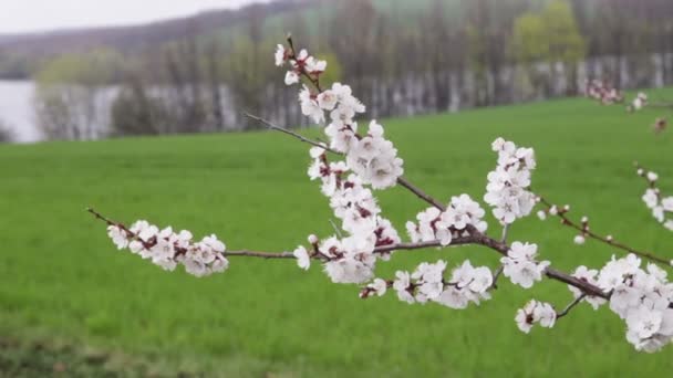 Kirschbaum auf Feld — Stockvideo