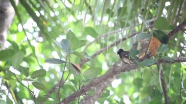 Ağaca tünemiş Hint ağaçkakan